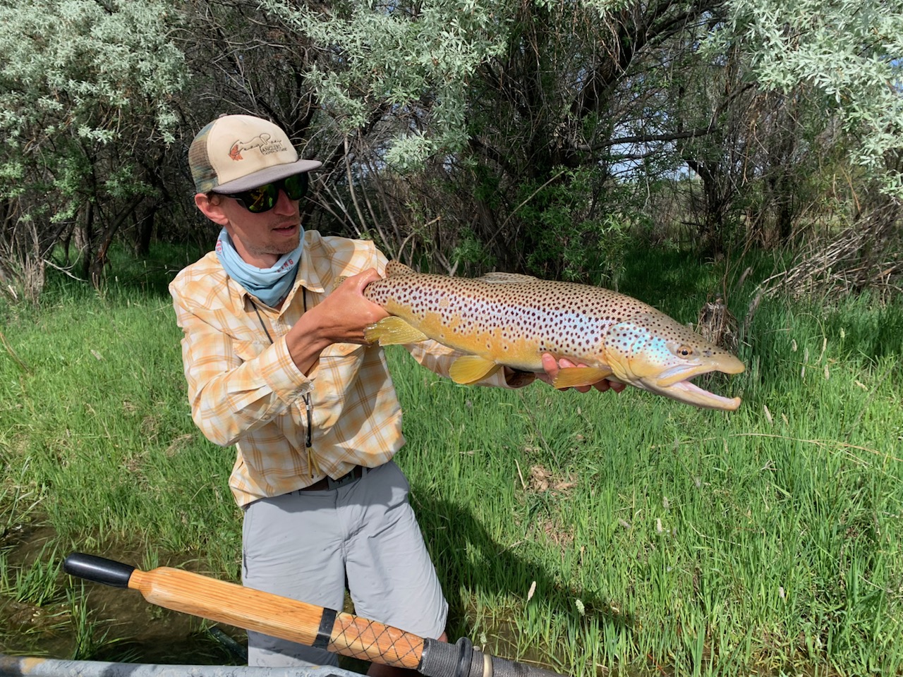 2022 Western Brown Trout, 14 2024 X 3/4, Right Face